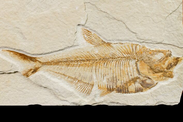Bargain, Fossil Fish (Diplomystus) - Wyoming #159563